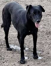 INOLA, Hund, Mischlingshund in Rumänien - Bild 3