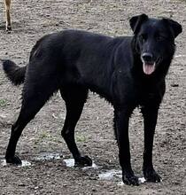INOLA, Hund, Mischlingshund in Rumänien - Bild 4