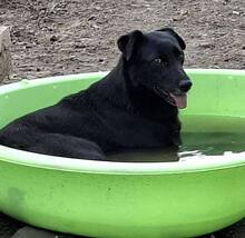 INOLA, Hund, Mischlingshund in Rumänien - Bild 5