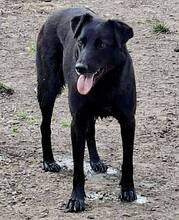INOLA, Hund, Mischlingshund in Rumänien - Bild 6