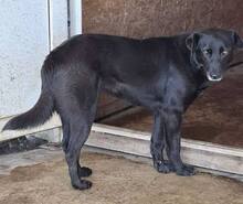 INOLA, Hund, Mischlingshund in Rumänien - Bild 7