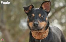 PAULE, Hund, Mischlingshund in Donzdorf - Bild 1