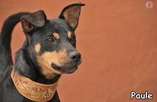 PAULE, Hund, Mischlingshund in Donzdorf - Bild 2