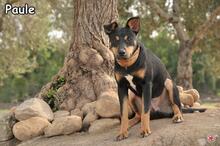 PAULE, Hund, Mischlingshund in Donzdorf - Bild 5
