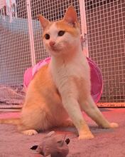 ROWDY, Katze, Hauskatze in Türkei - Bild 1