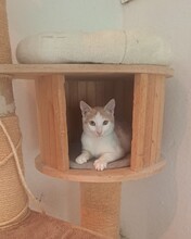 ROWDY, Katze, Hauskatze in Türkei - Bild 2