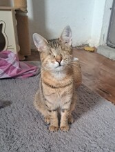 MARIE, Katze, Hauskatze in Türkei - Bild 1