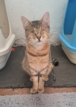 MARIE, Katze, Hauskatze in Türkei - Bild 2