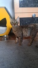 MERCY, Katze, Hauskatze in Türkei - Bild 1