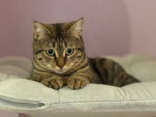 MERCY, Katze, Hauskatze in Düsseldorf