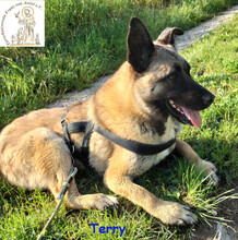 TERRY, Hund, Mischlingshund in Bad Münstereifel - Bild 1