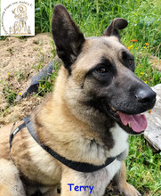 TERRY, Hund, Mischlingshund in Bad Münstereifel - Bild 2