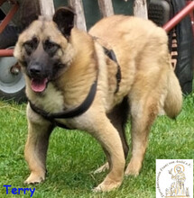 TERRY, Hund, Mischlingshund in Bad Münstereifel - Bild 3