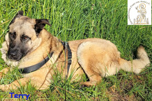 TERRY, Hund, Mischlingshund in Bad Münstereifel - Bild 4