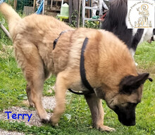TERRY, Hund, Mischlingshund in Bad Münstereifel - Bild 5