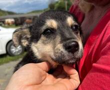 LEA, Hund, Mischlingshund in Slowakische Republik - Bild 5