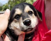 LEO2, Hund, Mischlingshund in Slowakische Republik - Bild 1