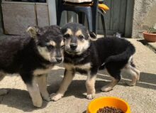 LEO2, Hund, Mischlingshund in Slowakische Republik - Bild 2