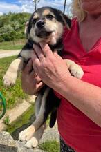LEO2, Hund, Mischlingshund in Slowakische Republik - Bild 3