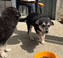 LEO2, Hund, Mischlingshund in Slowakische Republik - Bild 4