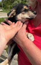 LEO2, Hund, Mischlingshund in Slowakische Republik - Bild 5