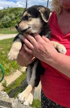 LEO2, Hund, Mischlingshund in Slowakische Republik - Bild 6