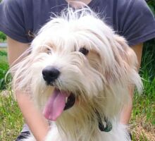 ATHENA2, Hund, Mischlingshund in Slowakische Republik