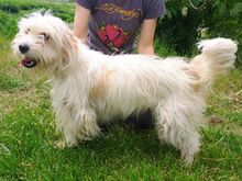 ATHENA2, Hund, Mischlingshund in Slowakische Republik - Bild 2