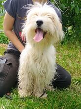 ATHENA2, Hund, Mischlingshund in Slowakische Republik - Bild 3