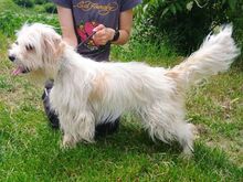 ATHENA2, Hund, Mischlingshund in Slowakische Republik - Bild 4