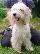 ATHENA2, Hund, Mischlingshund in Slowakische Republik - Bild 5
