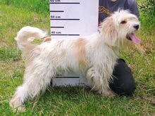 ATHENA2, Hund, Mischlingshund in Slowakische Republik - Bild 6