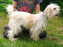 ATHENA2, Hund, Mischlingshund in Slowakische Republik - Bild 7
