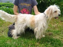 ATHENA2, Hund, Mischlingshund in Slowakische Republik - Bild 8