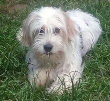 ATHENA2, Hund, Mischlingshund in Burgthann - Bild 3