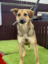 PIPPIN, Hund, Mischlingshund in Rumänien - Bild 11