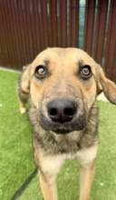 PIPPIN, Hund, Mischlingshund in Rumänien - Bild 12