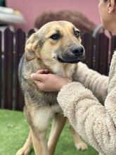 PIPPIN, Hund, Mischlingshund in Rumänien - Bild 13