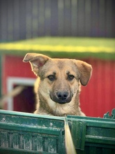 PIPPIN, Hund, Mischlingshund in Rumänien - Bild 14