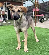 PIPPIN, Hund, Mischlingshund in Rumänien - Bild 4