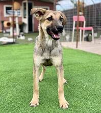 PIPPIN, Hund, Mischlingshund in Rumänien - Bild 6