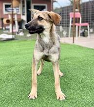 PIPPIN, Hund, Mischlingshund in Rumänien - Bild 8