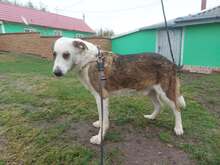 MOGLI, Hund, Mischlingshund in Rumänien - Bild 11