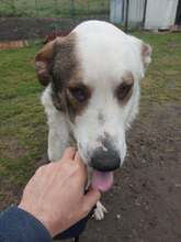 MOGLI, Hund, Mischlingshund in Rumänien - Bild 13
