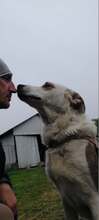 MOGLI, Hund, Mischlingshund in Rumänien - Bild 14