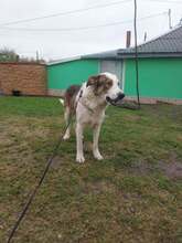 MOGLI, Hund, Mischlingshund in Rumänien - Bild 15