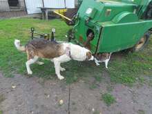 MOGLI, Hund, Mischlingshund in Rumänien - Bild 16
