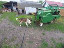 MOGLI, Hund, Mischlingshund in Rumänien - Bild 17