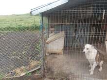 MOGLI, Hund, Mischlingshund in Rumänien - Bild 19