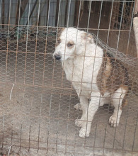 MOGLI, Hund, Mischlingshund in Rumänien - Bild 20